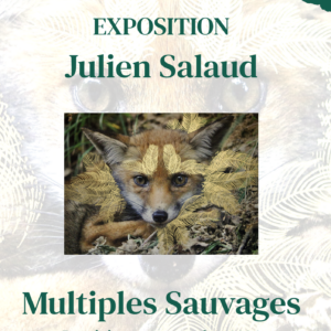 Exposition Julien Salaud